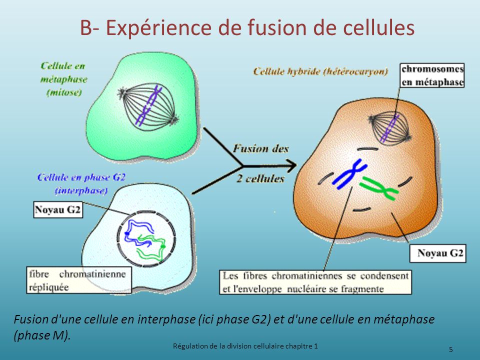 10.1 La division cellulaire – Introduction à la biologie cellulaire et  moléculaire