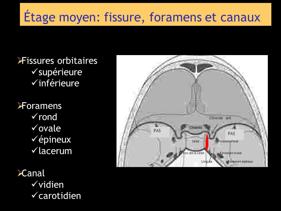 Étage moyen: fissure, foramens et canaux