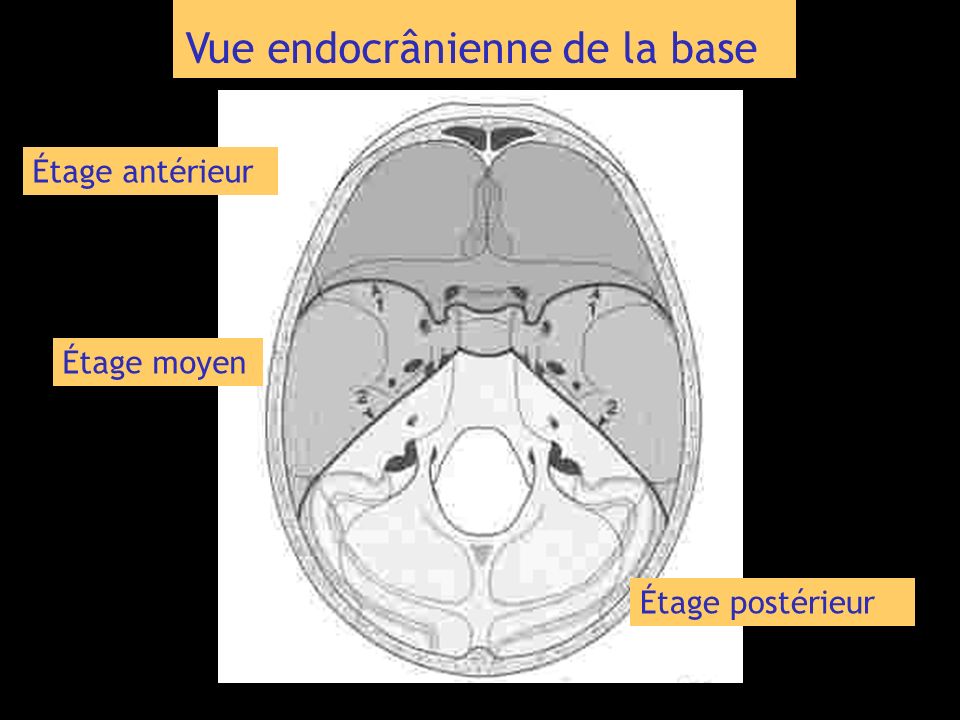 Vue endocrânienne de la base