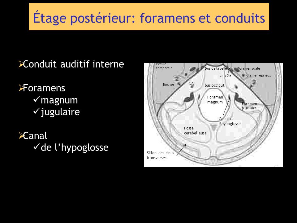 Étage postérieur: foramens et conduits