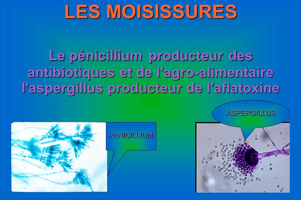 LES MOISISSURES Le pénicillium producteur des antibiotiques et de l agro-alimentaire. l aspergillus producteur de l aflatoxine.