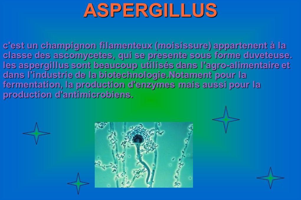 ASPERGILLUS c est un champignon filamenteux (moisissure) appartenent à la classe des ascomycetes, qui se presente sous forme duveteuse.