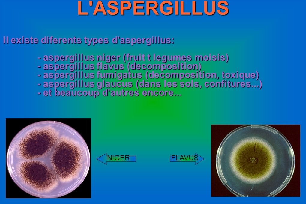 L ASPERGILLUS il existe diferents types d aspergillus: