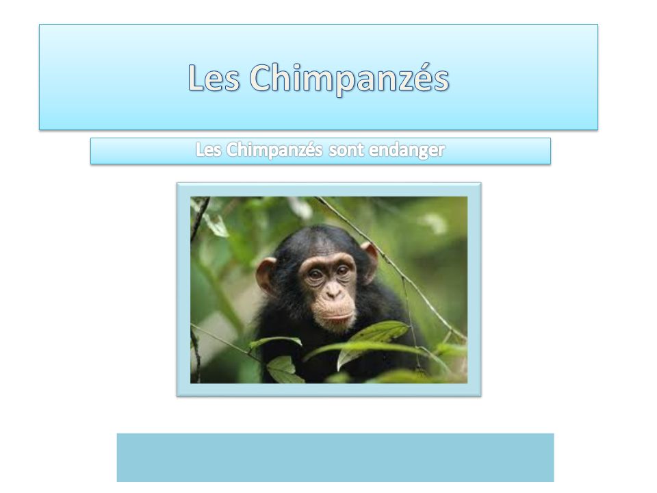 Les Chimpanzés sont endanger