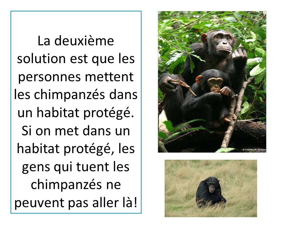 La deuxième solution est que les personnes mettent les chimpanzés dans un habitat protégé.