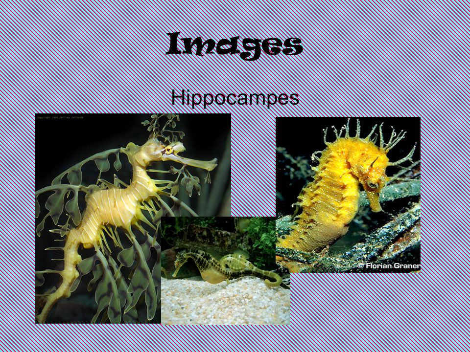 Images Hippocampes