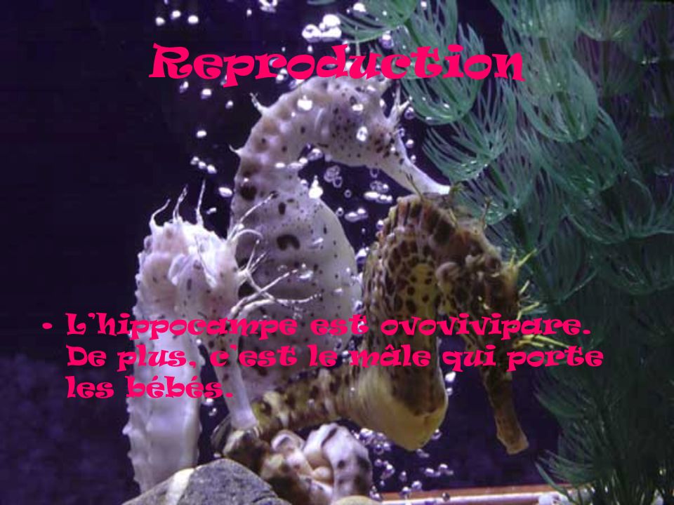 Reproduction L’hippocampe est ovovivipare. De plus, c’est le mâle qui porte les bébés.