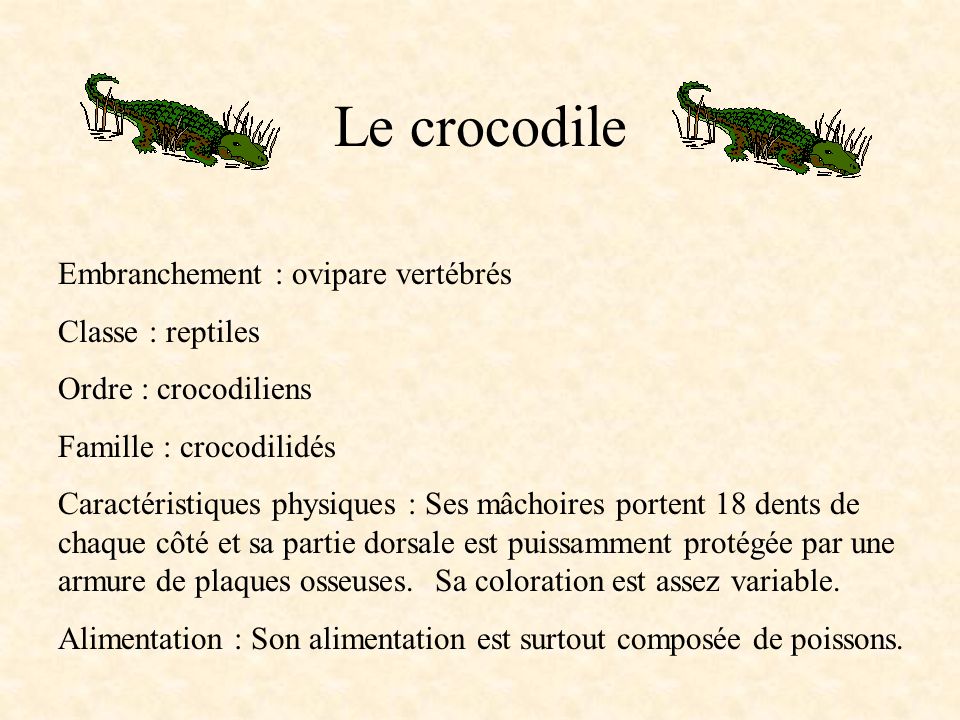 Le crocodile Embranchement : ovipare vertébrés Classe : reptiles
