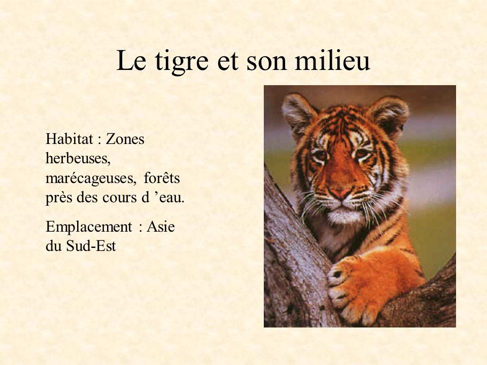 Le tigre et son milieu Habitat : Zones herbeuses, marécageuses, forêts près des cours d ’eau.