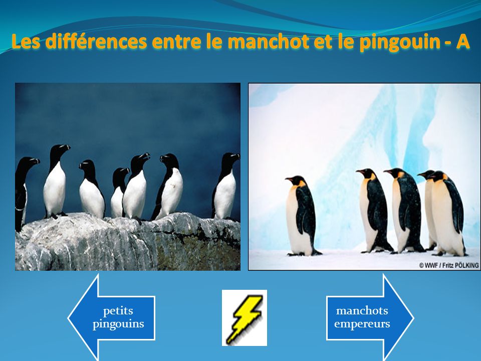 Les différences entre un manchot et un pingouin
