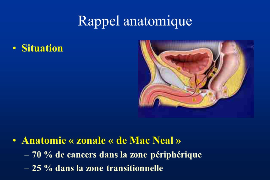 Rappel anatomique Situation Anatomie « zonale « de Mac Neal »