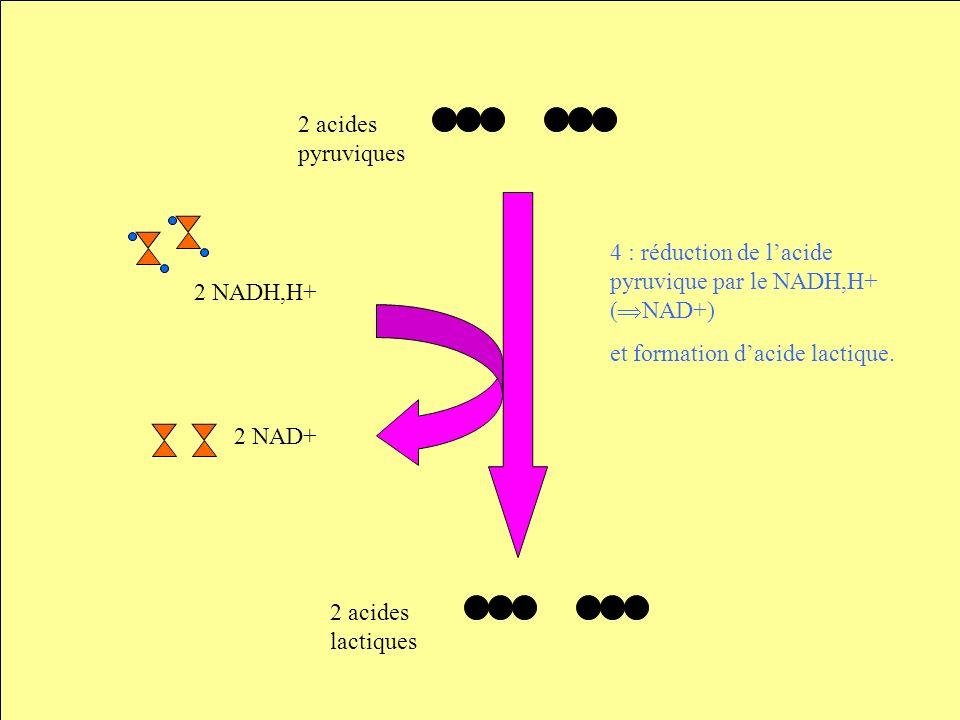 2 acides pyruviques 2 NADH,H+ 4 : réduction de l’acide pyruvique par le NADH,H+ (NAD+) et formation d’acide lactique.