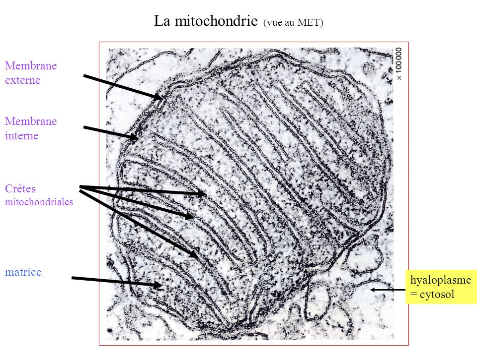 La mitochondrie (vue au MET)