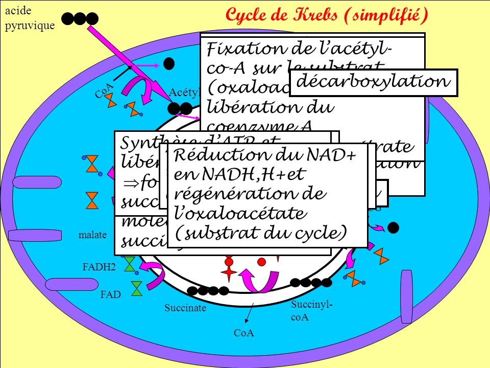 Cycle de Krebs (simplifié)