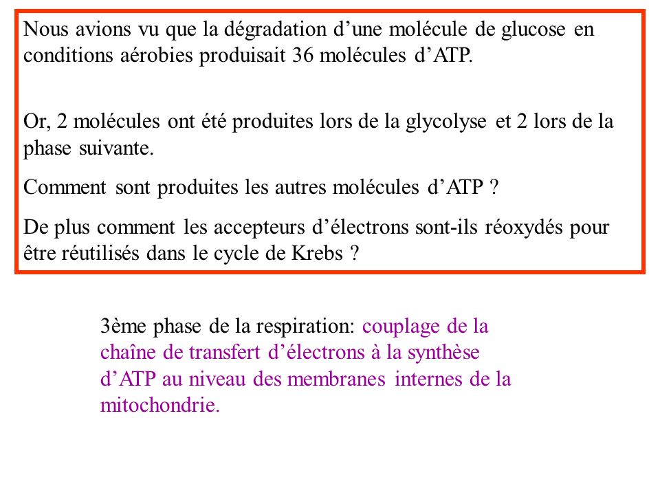 Nous avions vu que la dégradation d’une molécule de glucose en conditions aérobies produisait 36 molécules d’ATP.