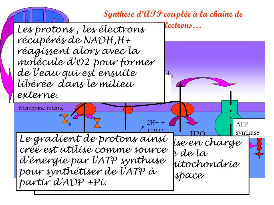 Synthèse d’ATP couplée à la chaîne de transporteurs d’électrons…