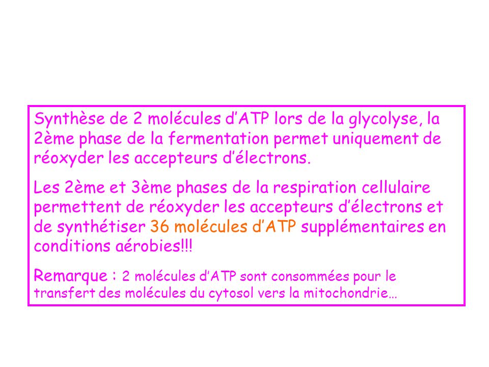 Synthèse de 2 molécules d’ATP lors de la glycolyse, la 2ème phase de la fermentation permet uniquement de réoxyder les accepteurs d’électrons.