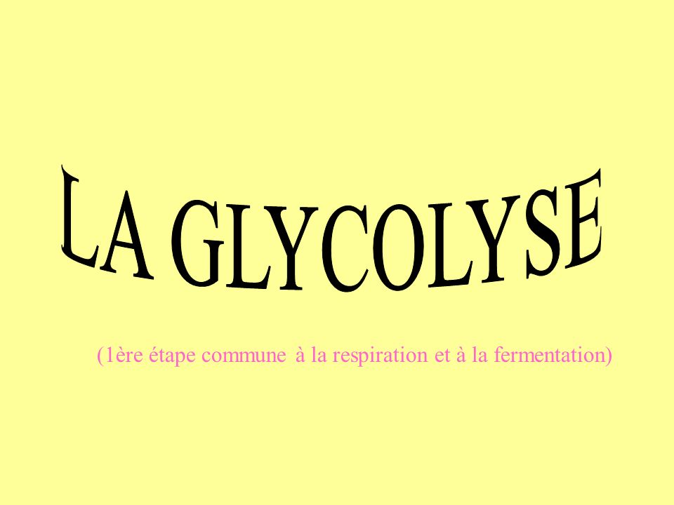LA GLYCOLYSE (1ère étape commune à la respiration et à la fermentation)