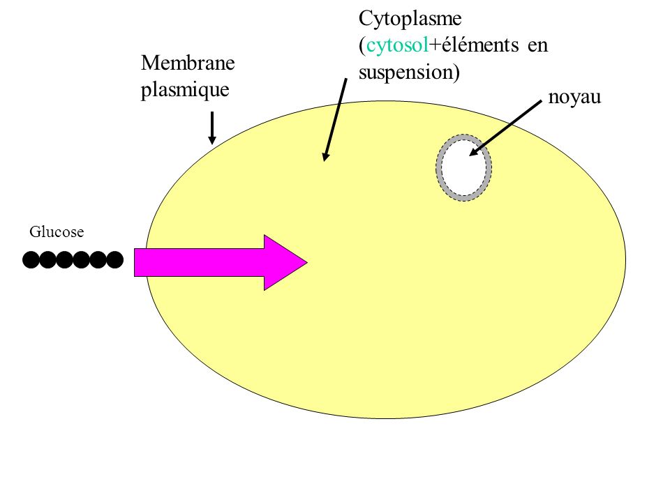 Cytoplasme (cytosol+éléments en suspension)