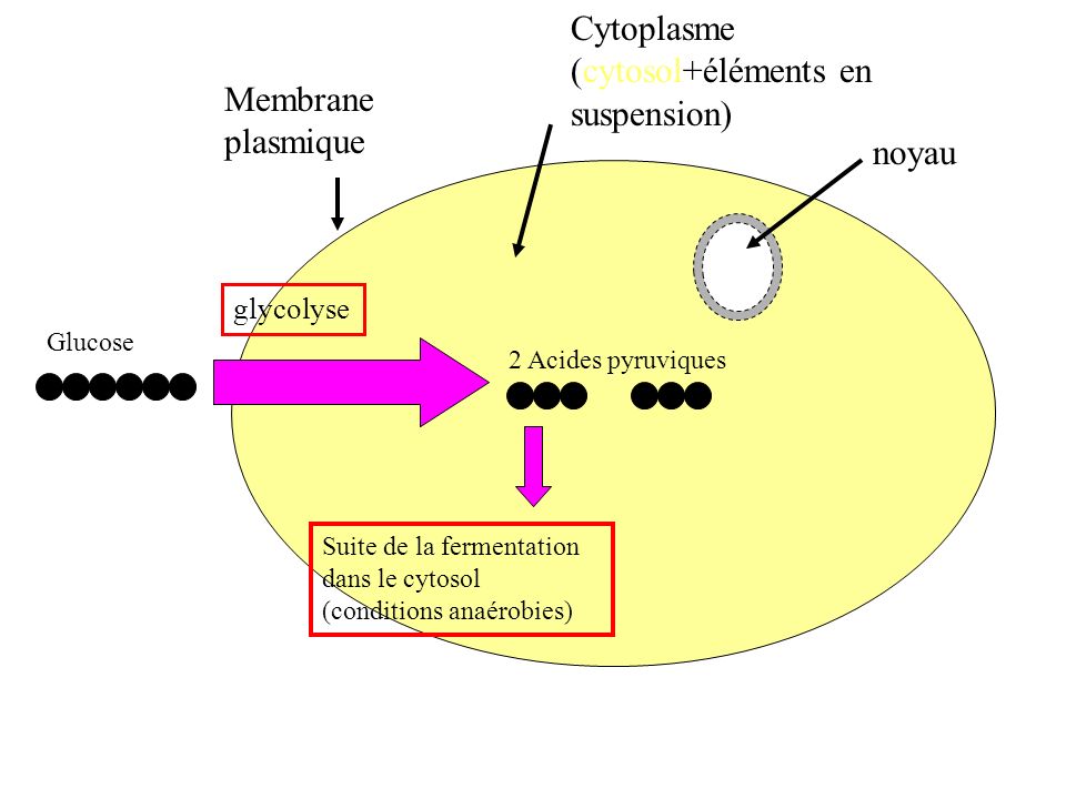 Cytoplasme (cytosol+éléments en suspension)