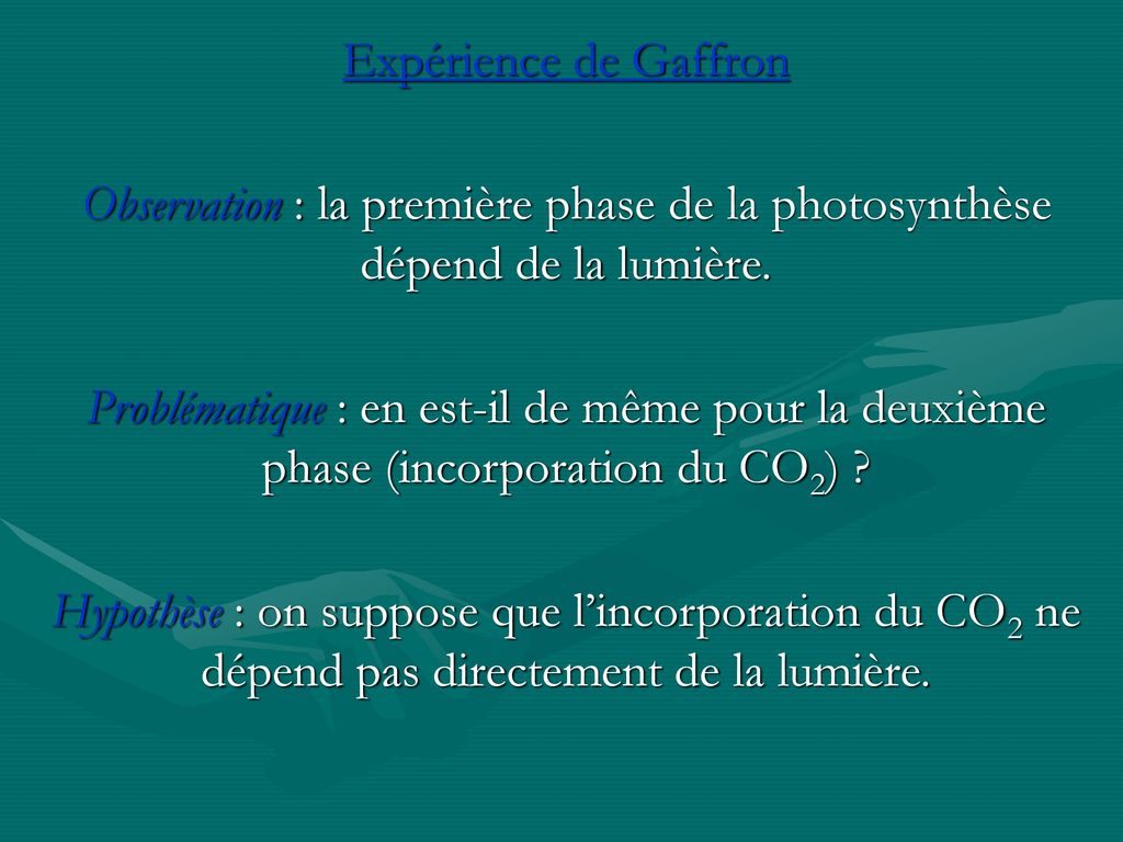 Expérience de Gaffron Observation : la première phase de la photosynthèse dépend de la lumière.