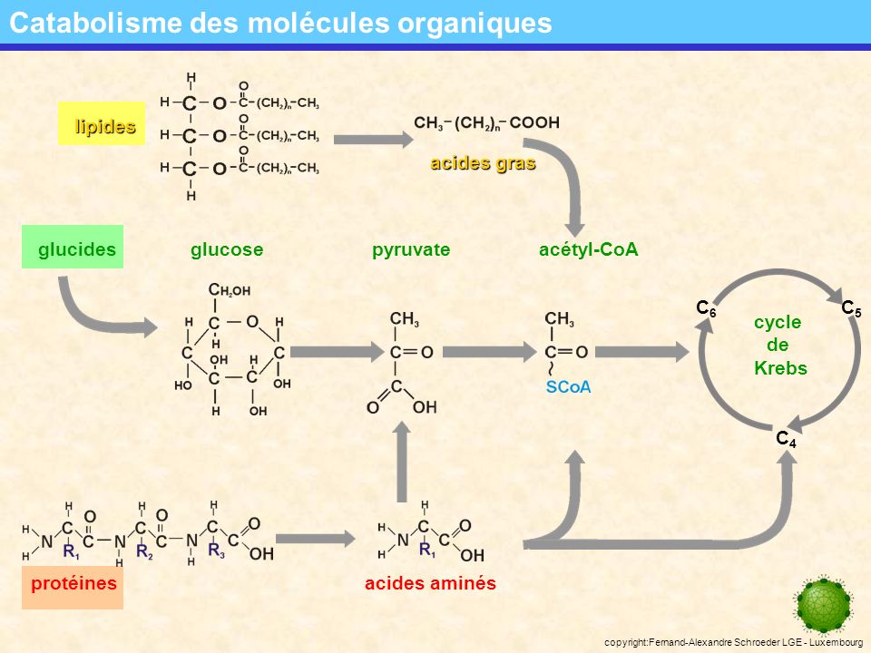 Catabolisme des molécules organiques