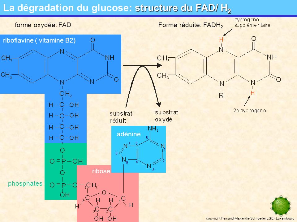 La dégradation du glucose: structure du FAD/ H2