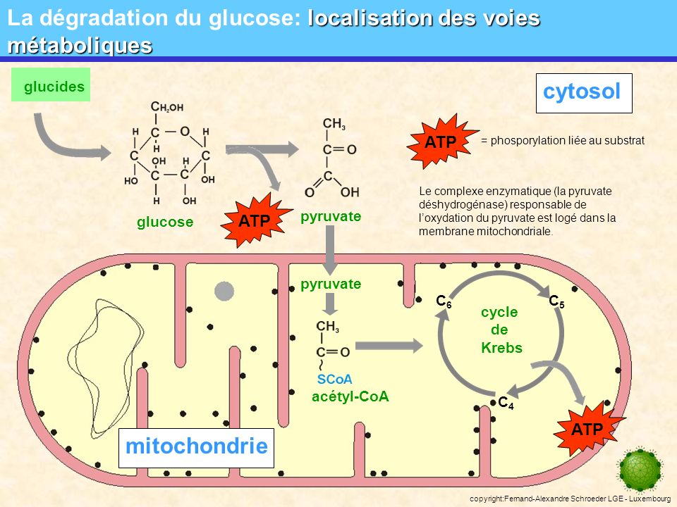 La dégradation du glucose: localisation des voies métaboliques