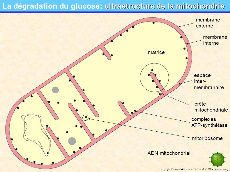 La dégradation du glucose: ultrastructure de la mitochondrie