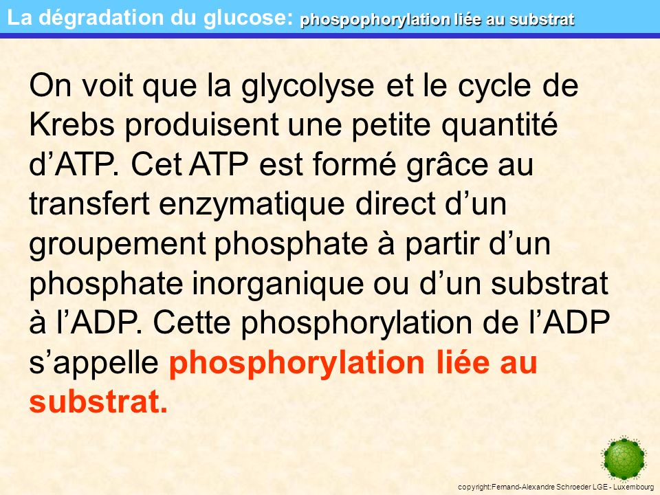 La dégradation du glucose: phospophorylation liée au substrat