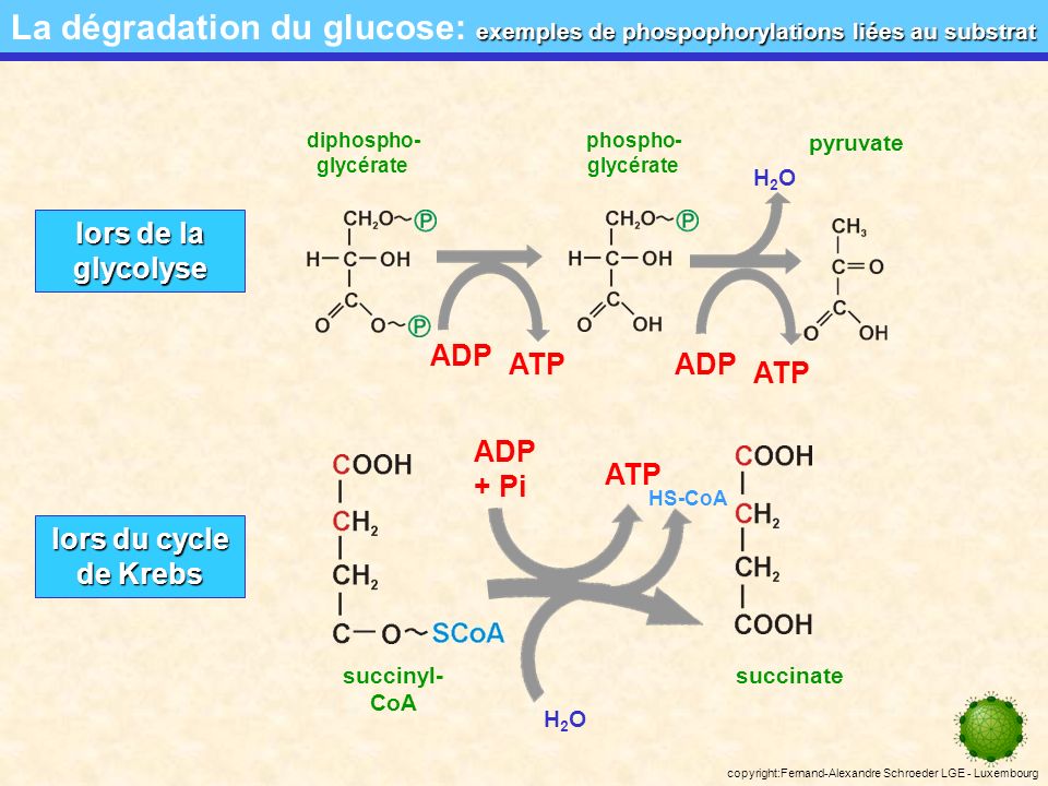 La dégradation du glucose: exemples de phospophorylations liées au substrat