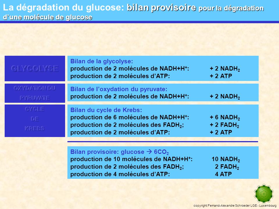 La dégradation du glucose: bilan provisoire pour la dégradation d’une molécule de glucose