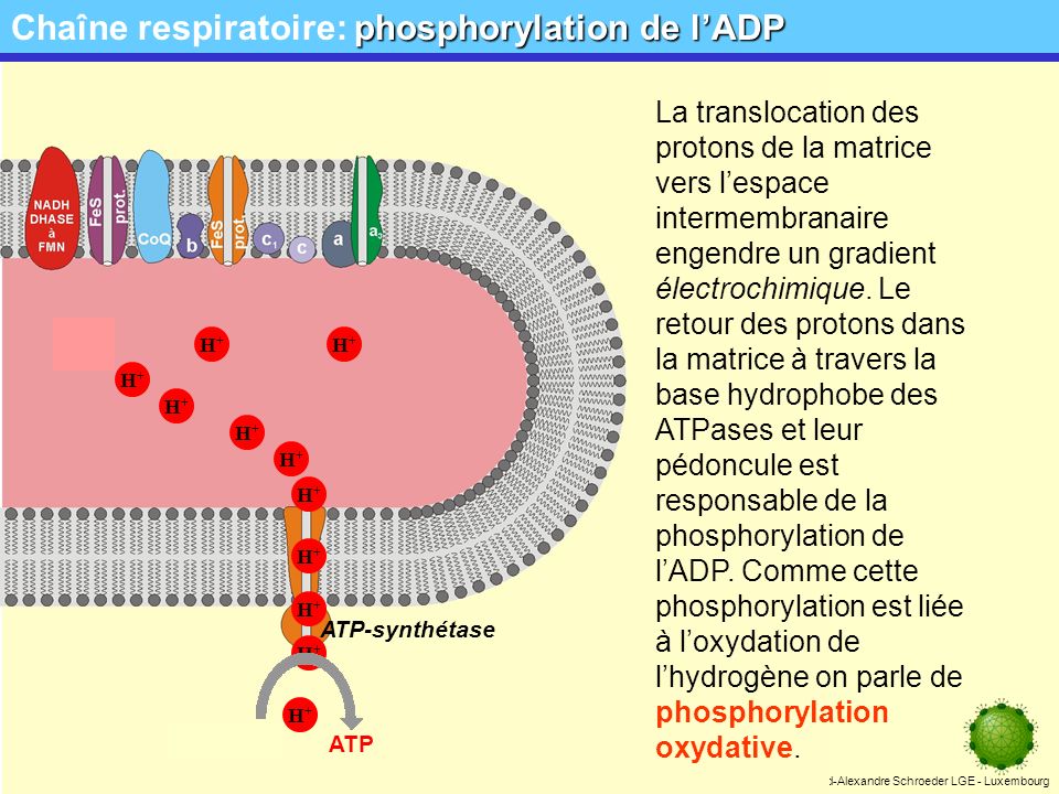 Chaîne respiratoire: phosphorylation de l’ADP
