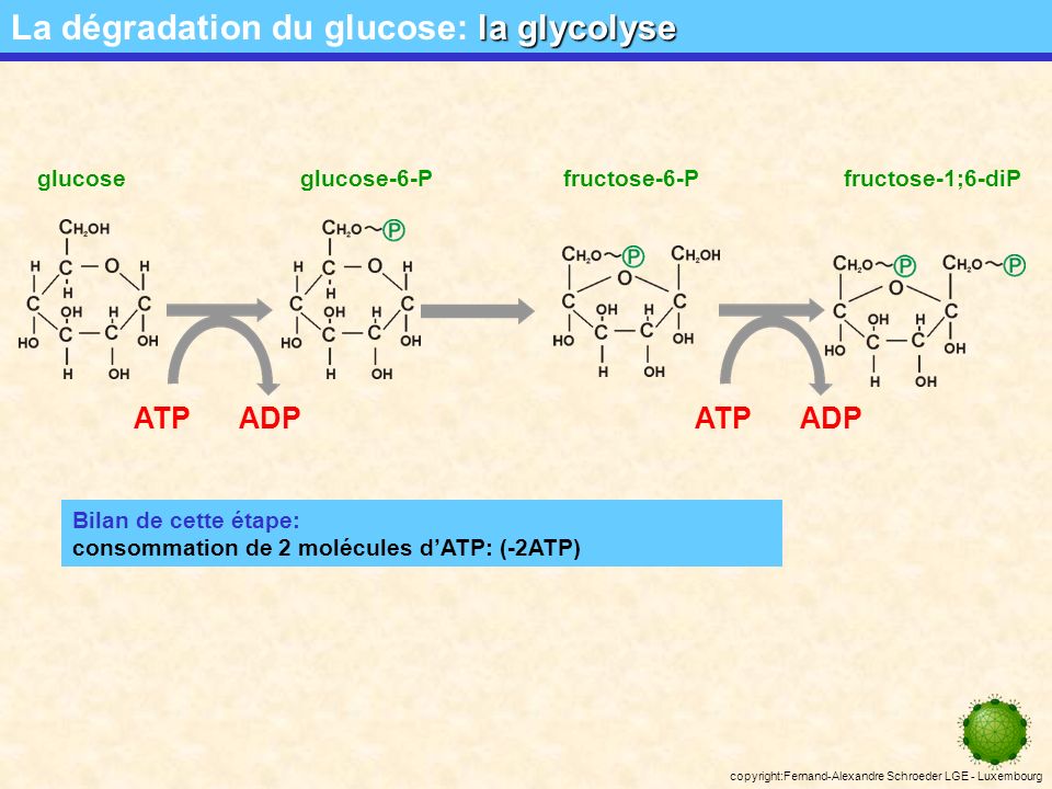 La dégradation du glucose: la glycolyse