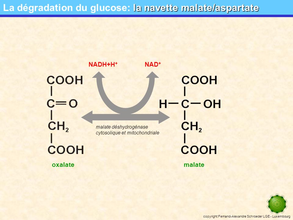 La dégradation du glucose: la navette malate/aspartate