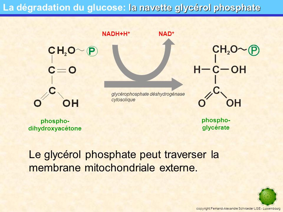 La dégradation du glucose: la navette glycérol phosphate