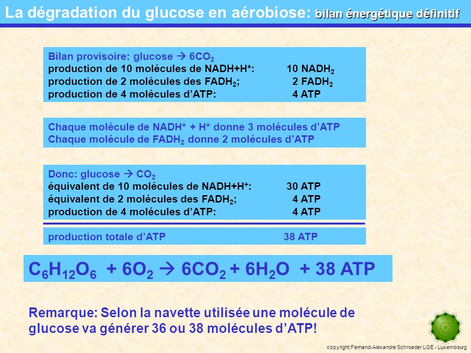 La dégradation du glucose en aérobiose: bilan énergétique définitif