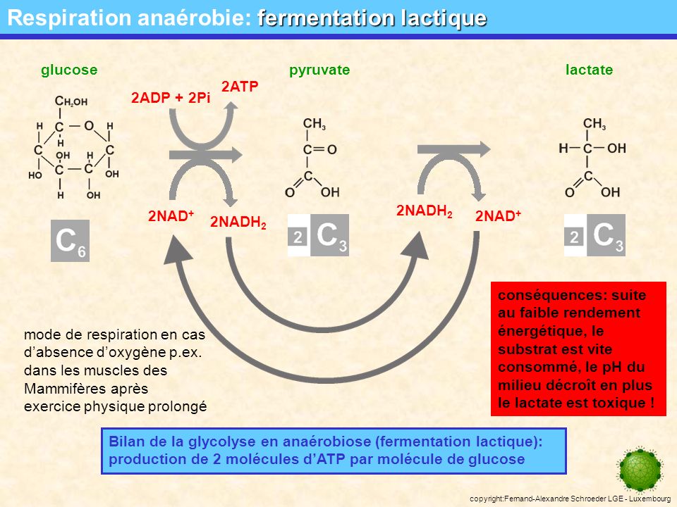 Respiration anaérobie: fermentation lactique