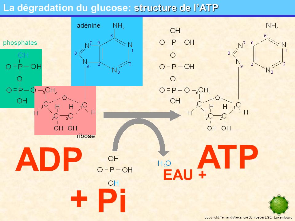 ATP ADP + Pi EAU + La dégradation du glucose: structure de l’ATP