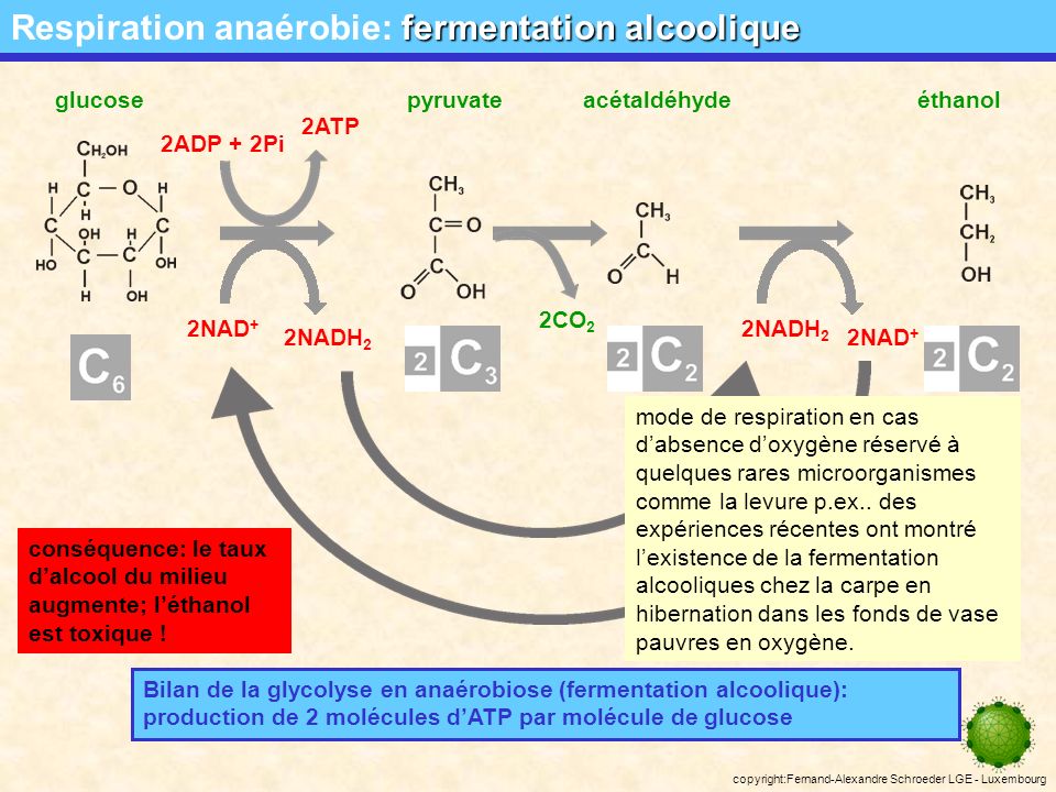 Respiration anaérobie: fermentation alcoolique