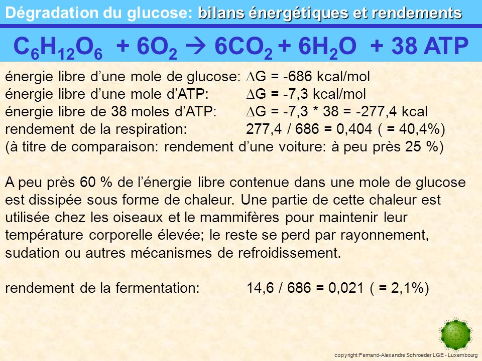 Dégradation du glucose: bilans énergétiques et rendements