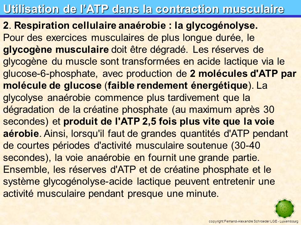 Utilisation de l’ATP dans la contraction musculaire