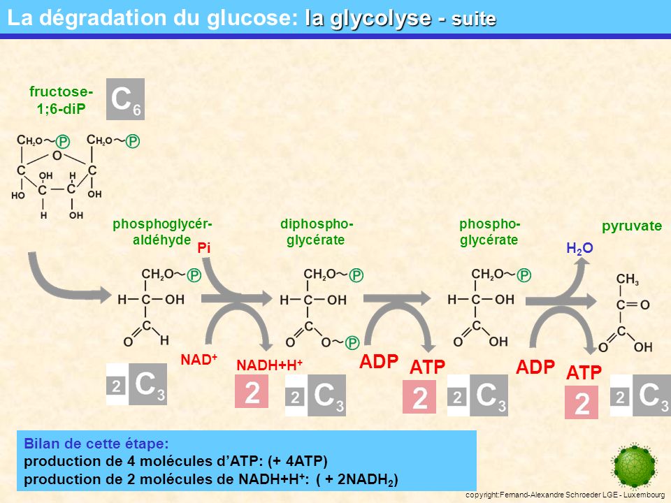 La dégradation du glucose: la glycolyse - suite