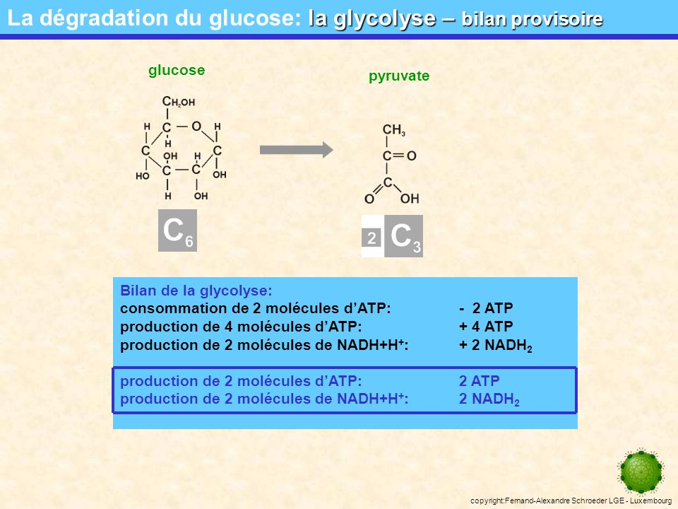 La dégradation du glucose: la glycolyse – bilan provisoire