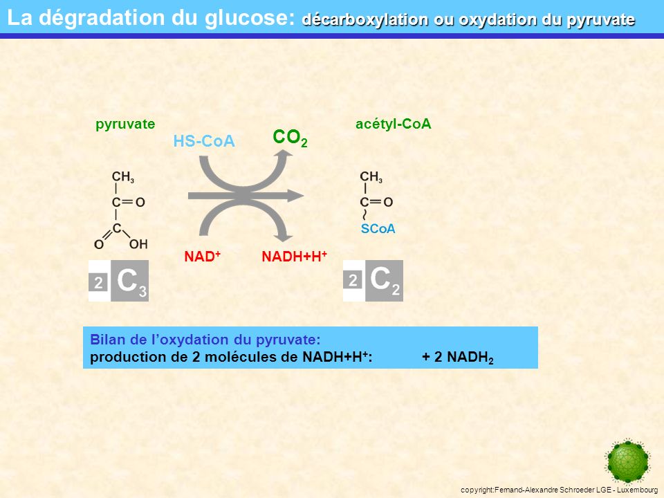 La dégradation du glucose: décarboxylation ou oxydation du pyruvate