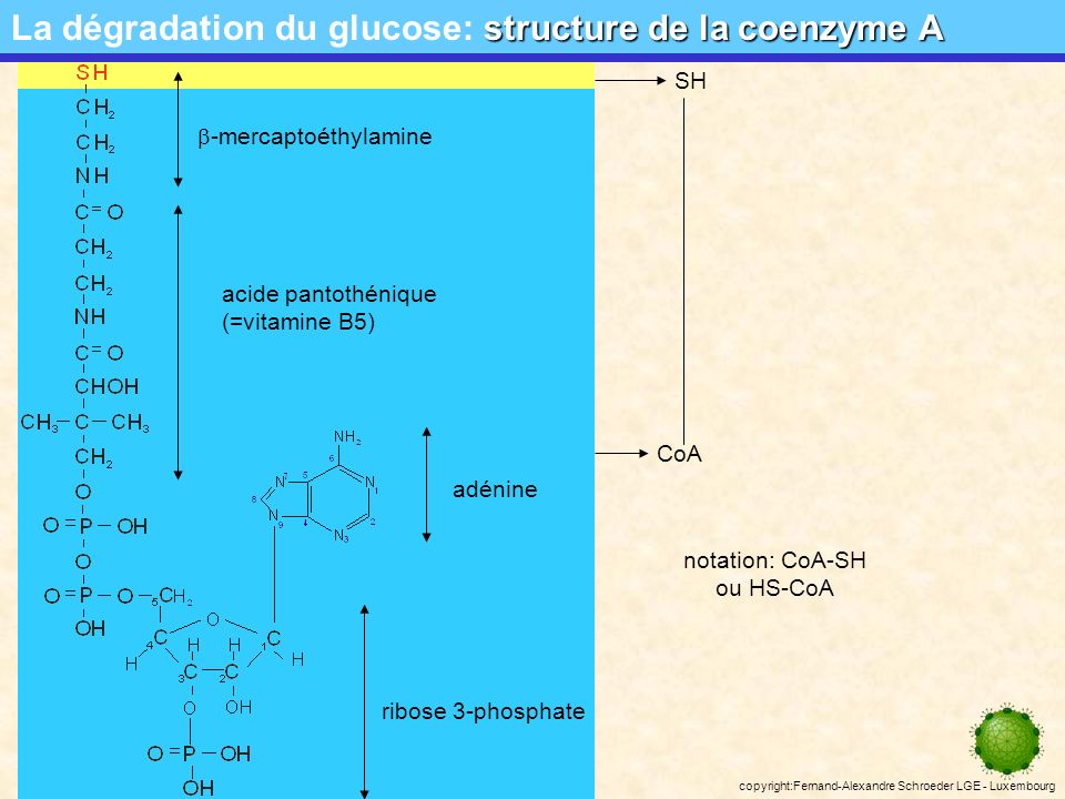 La dégradation du glucose: structure de la coenzyme A