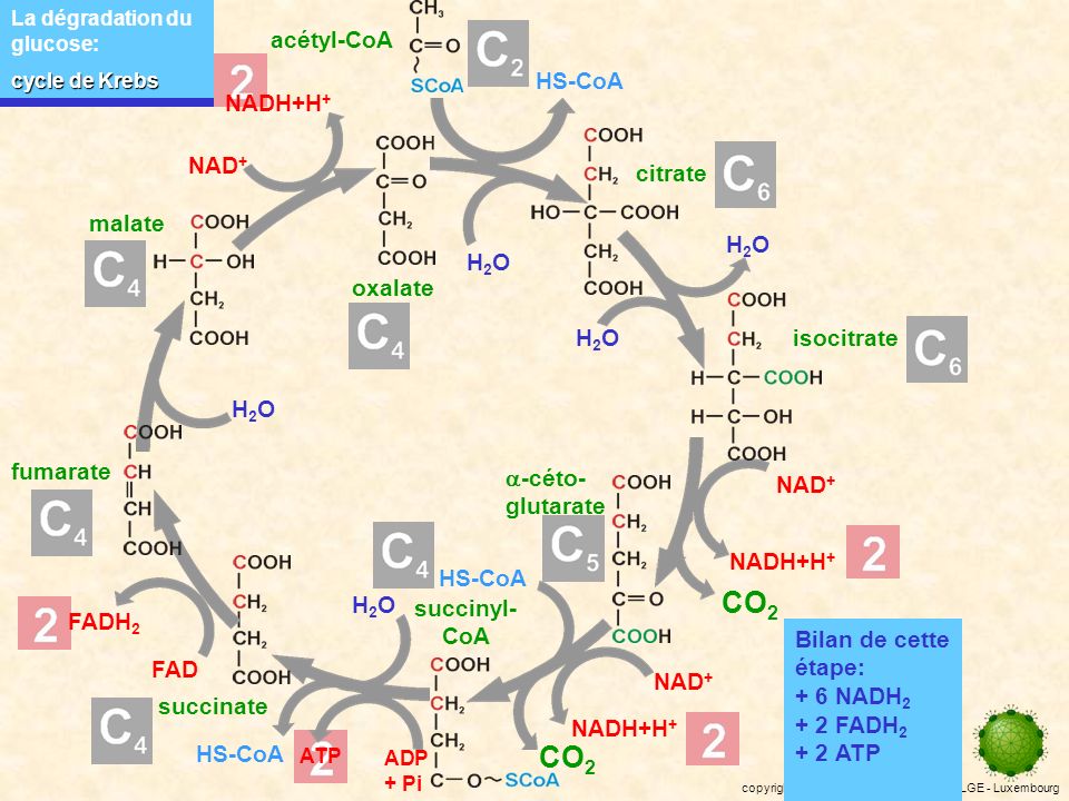 CO2 CO2 acétyl-CoA HS-CoA NADH+H+ NAD+ citrate malate H2O oxalate H2O