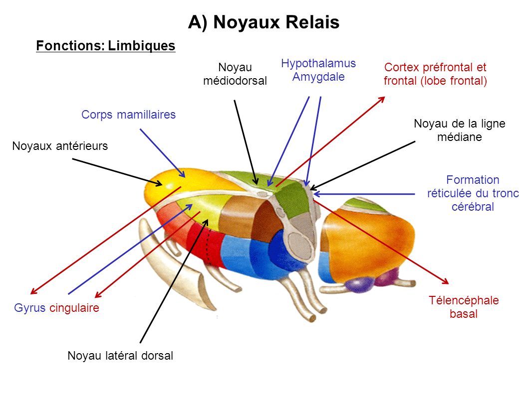 A) Noyaux Relais Fonctions: Limbiques Hypothalamus Amygdale