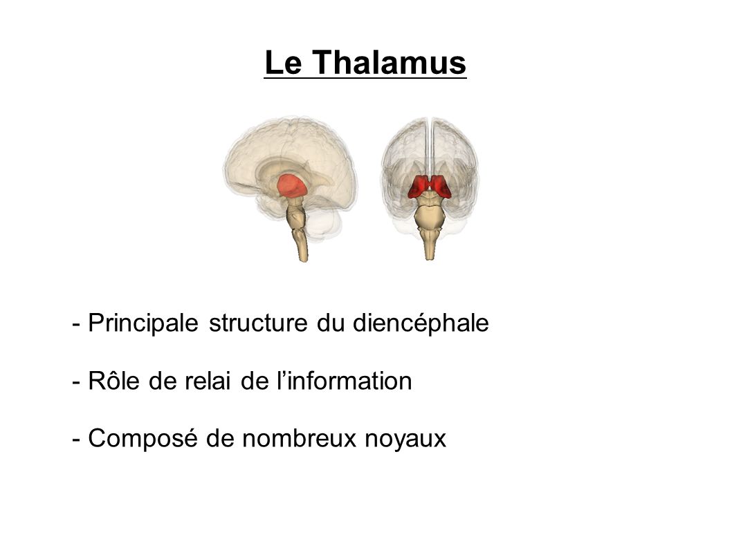 Le Thalamus Principale structure du diencéphale