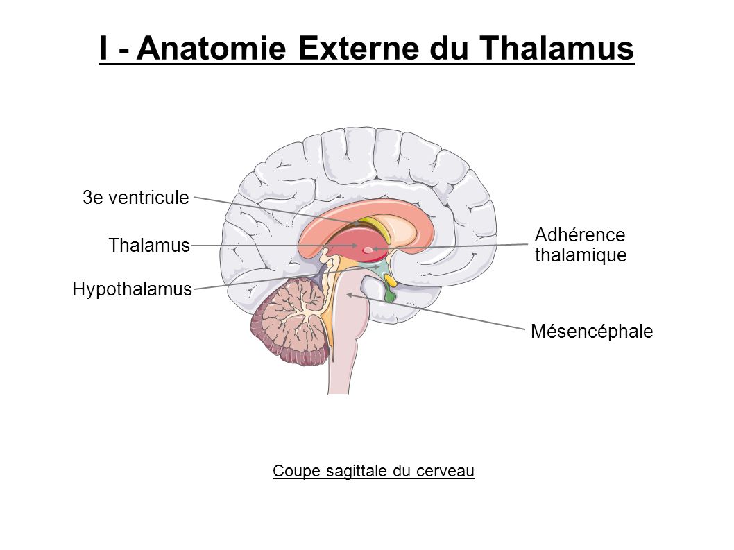 I - Anatomie Externe du Thalamus